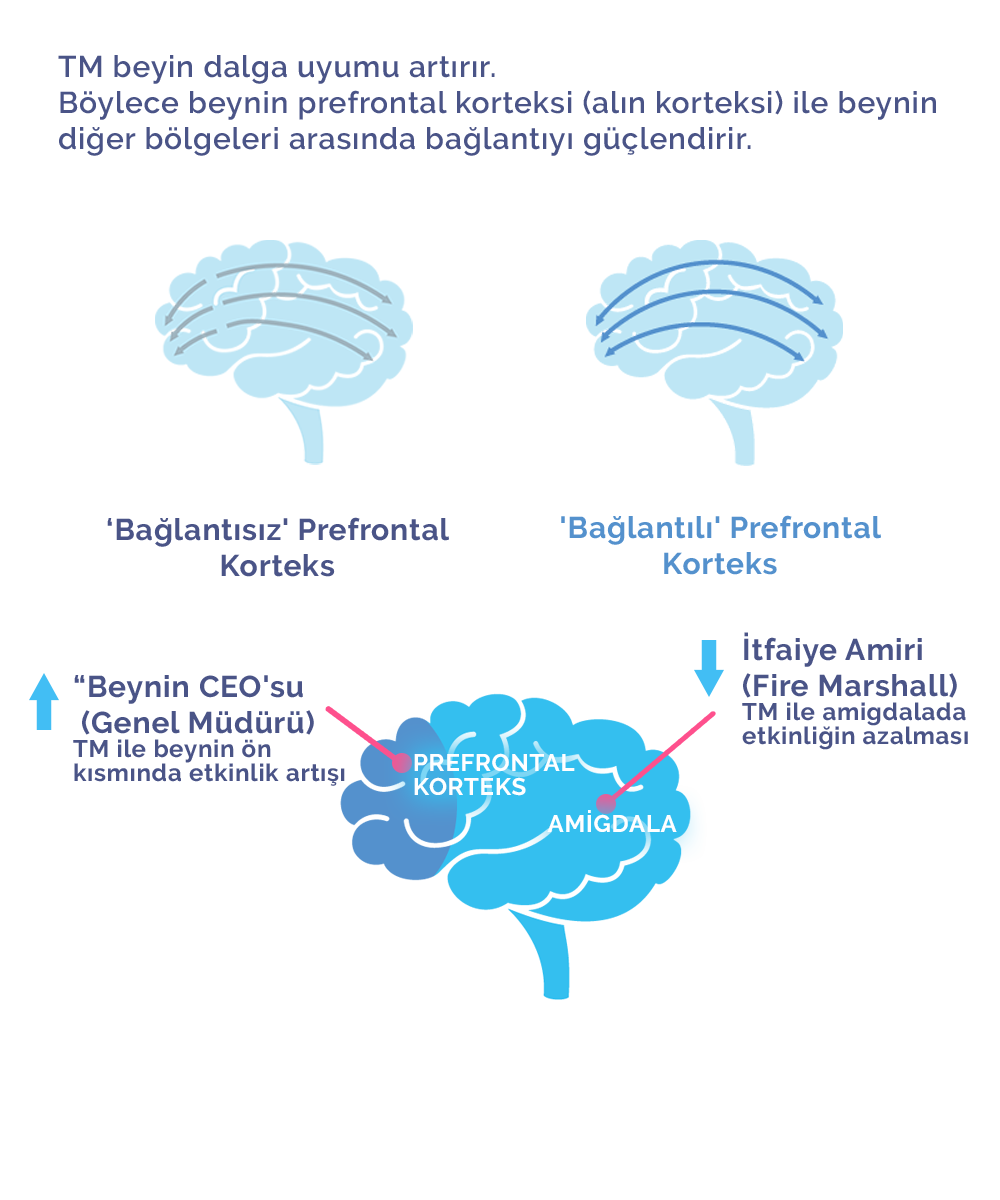 TM's effect on cortisol